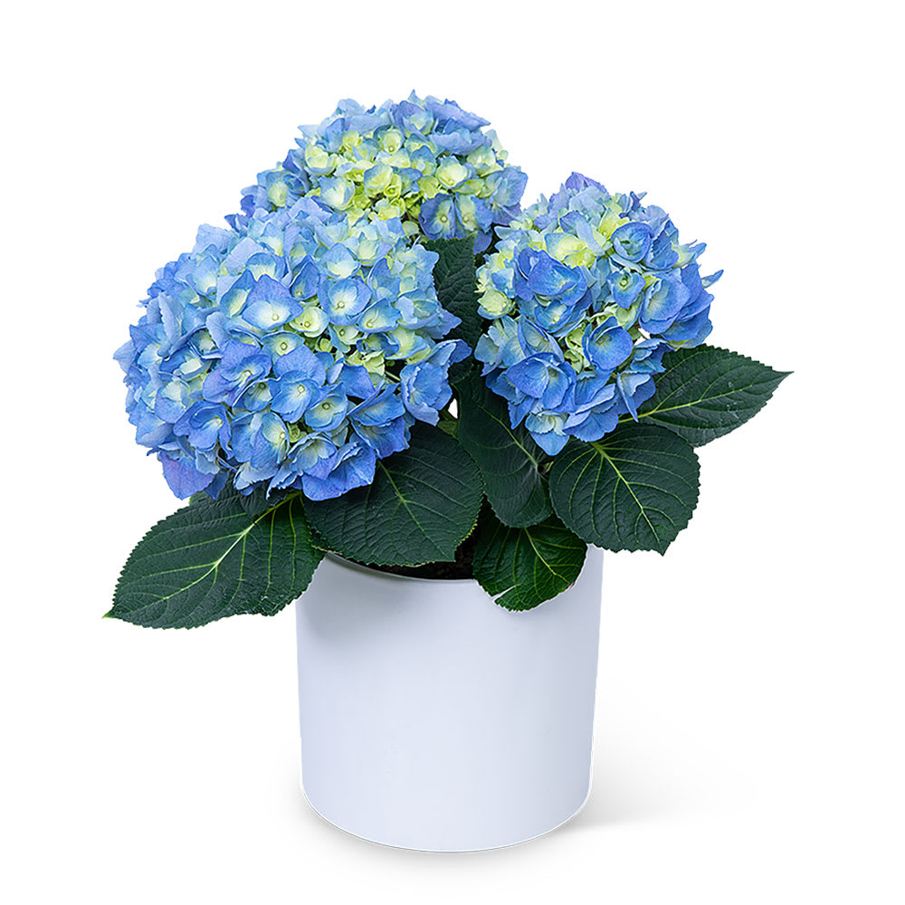 Blue Hydrangea Plant Flower Bouquet