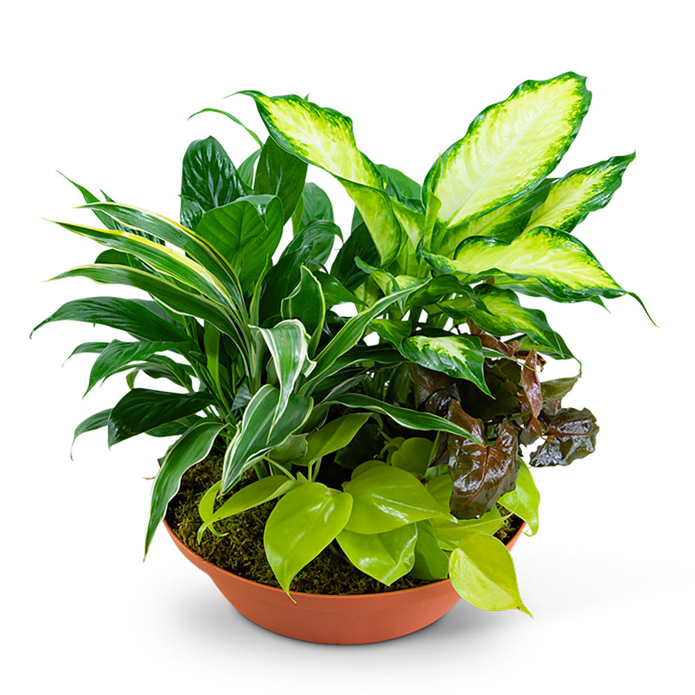 Tropics in Terracotta Flower Bouquet