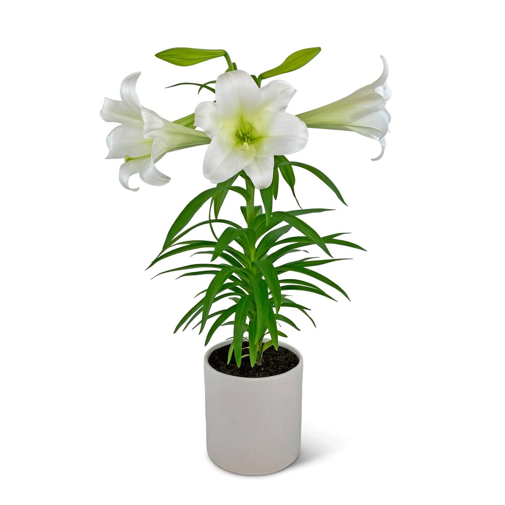 Easter Lily Plant Flower Bouquet