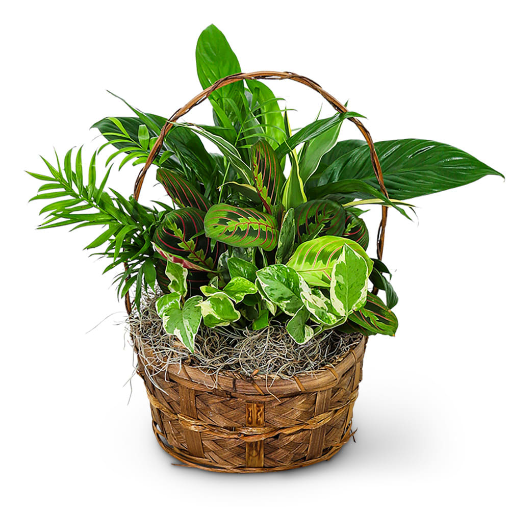 Evergreen Oasis Dish Garden Flower Bouquet