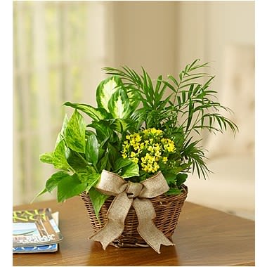 European Dish Garden Flower Bouquet