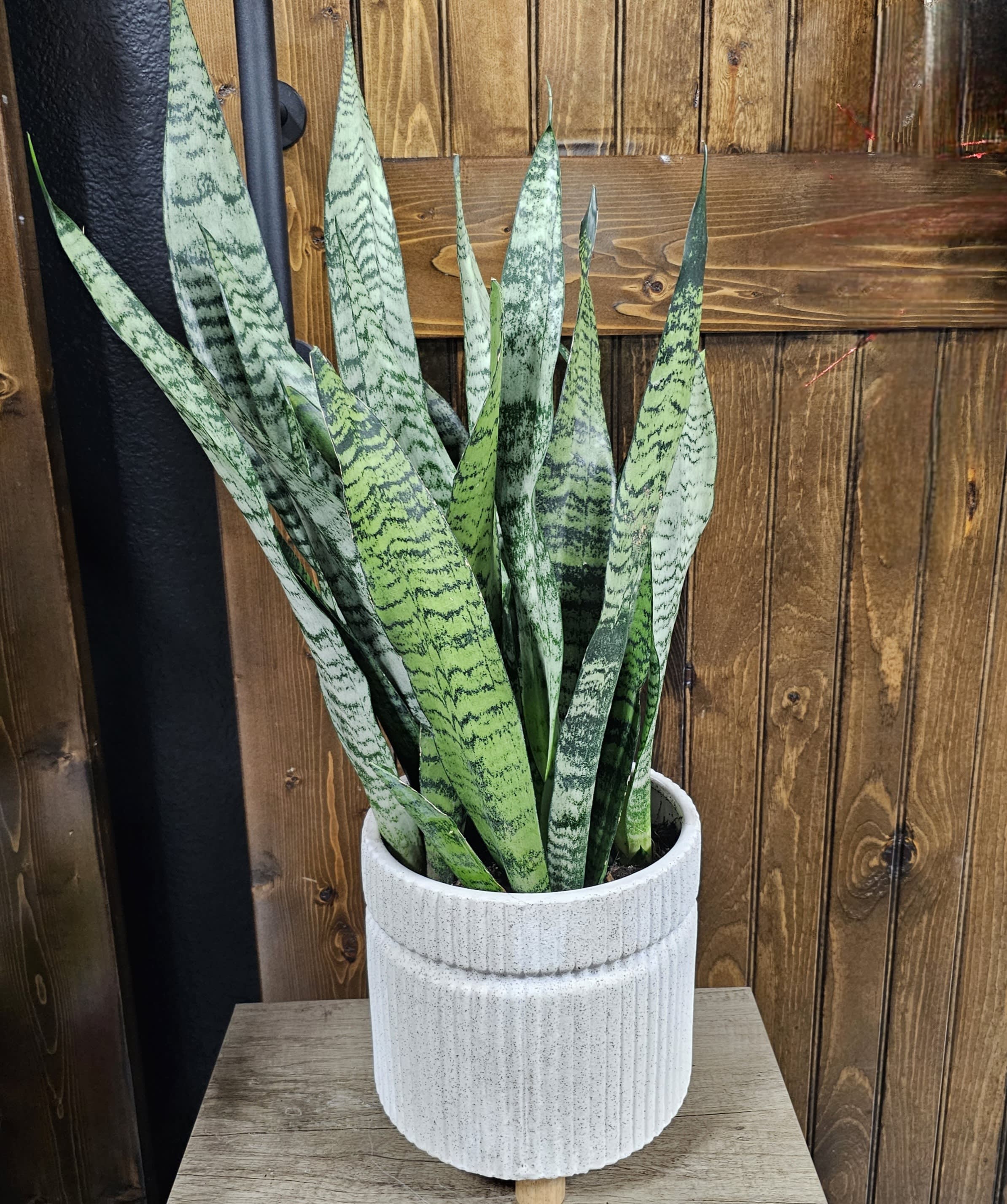 8" Sansevieria