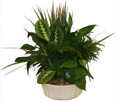 8" Dish Garden Flower Bouquet