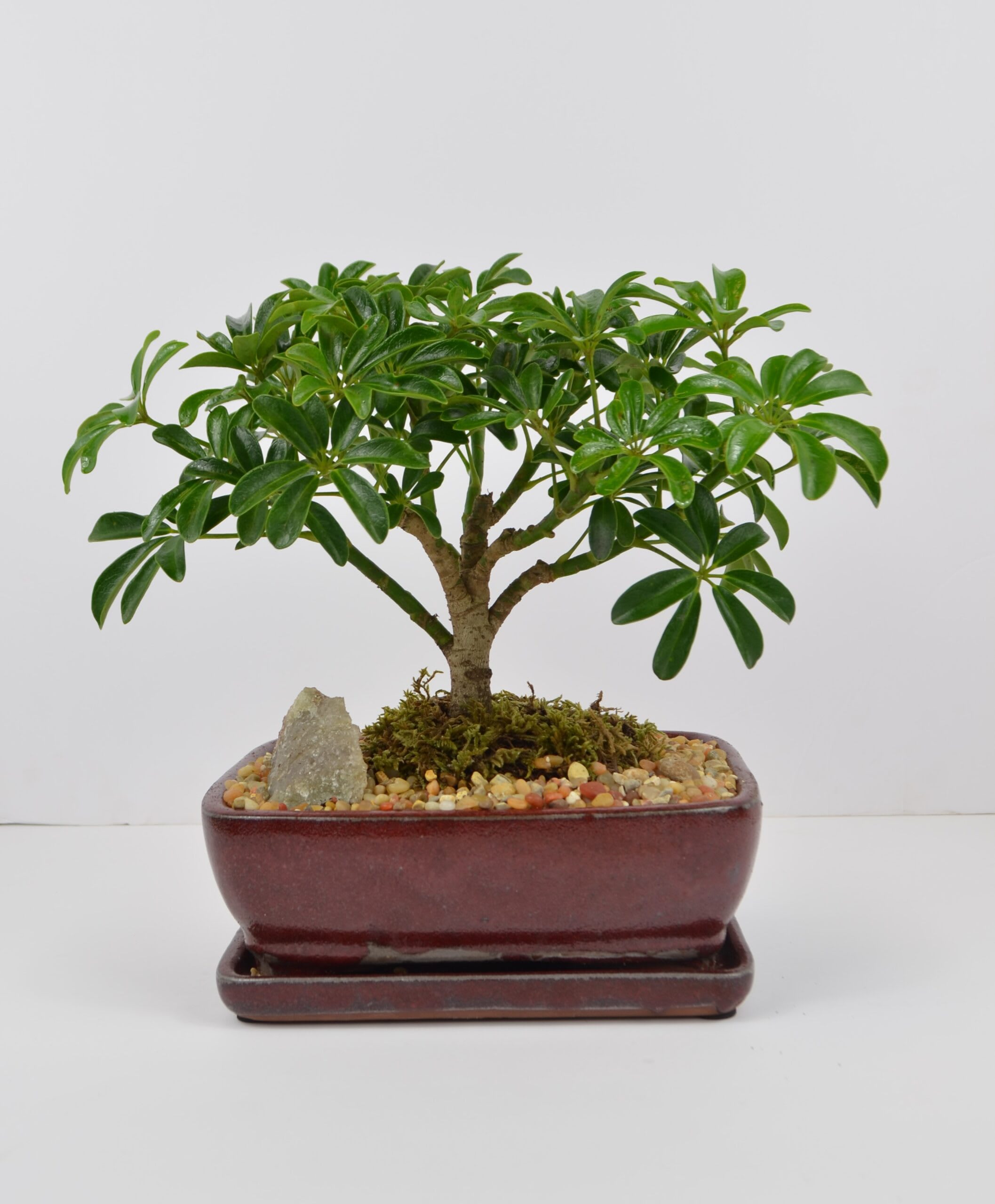 Bonsai Garden Flower Bouquet