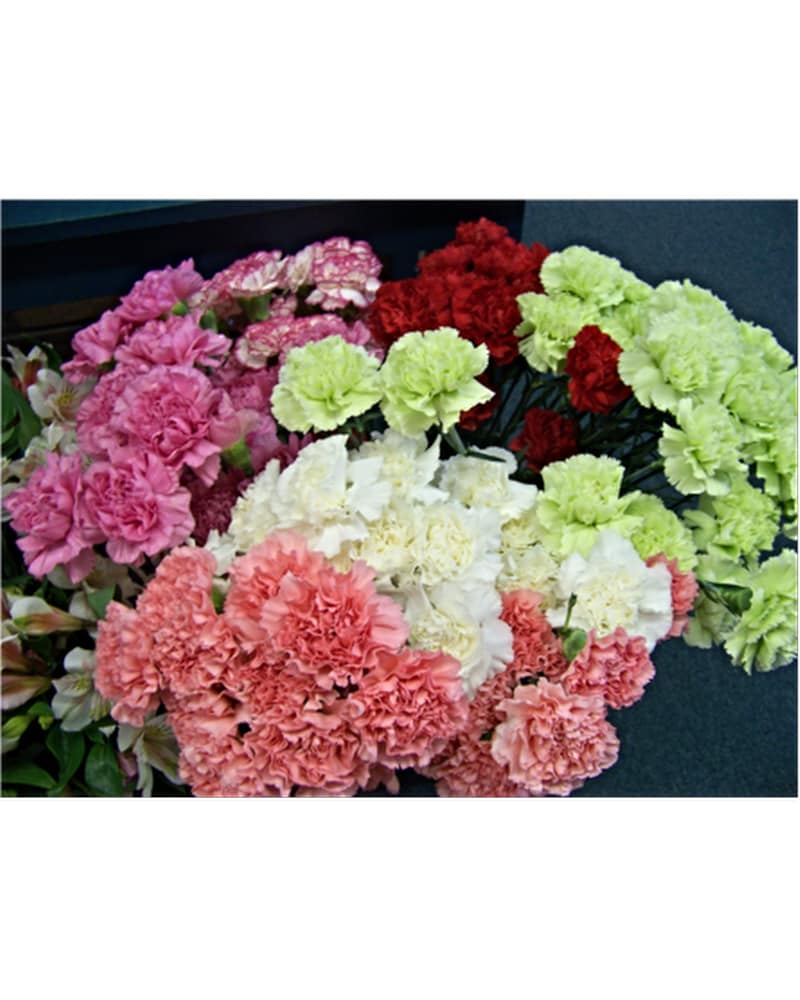 WRAP CARNATIONS
