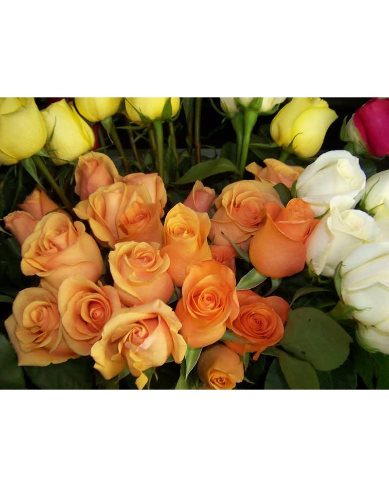 6 MIX COLOR ROSES WRAP