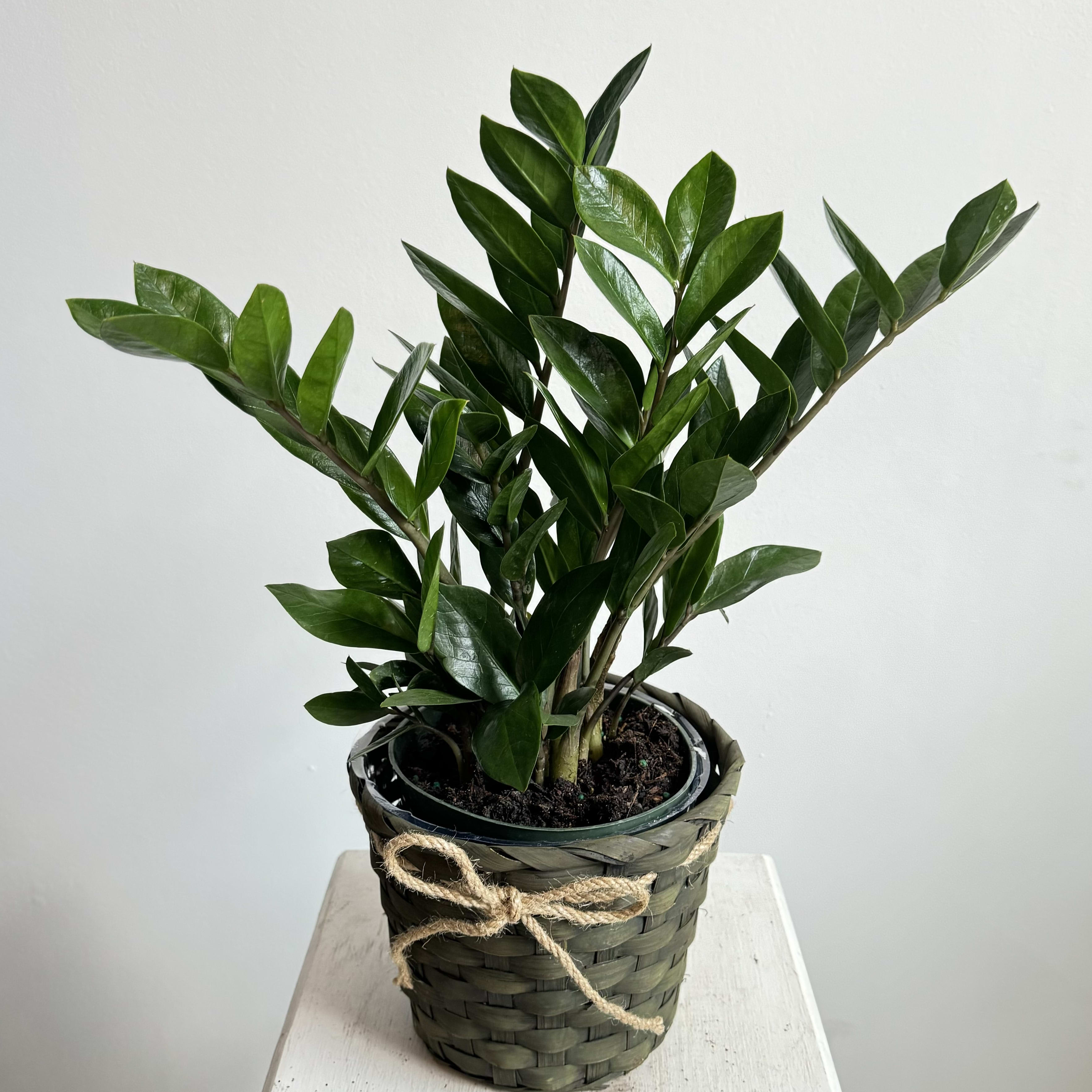 ZZ Plant