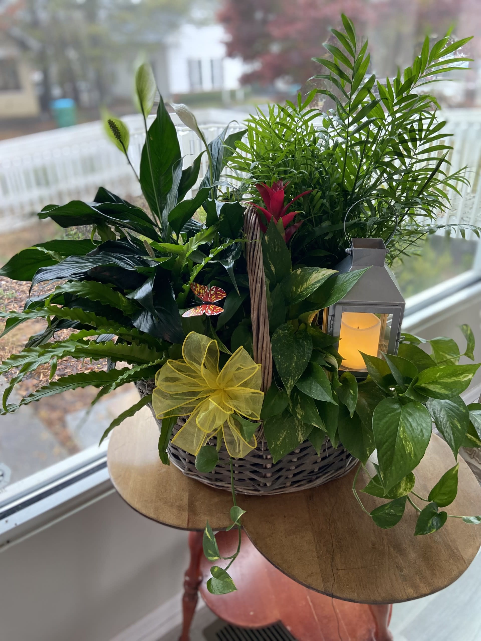 Plants - EB Large + Lantern