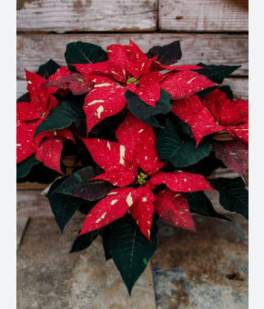 Jingle Bells Poinsettia