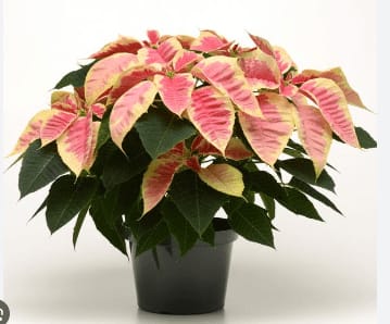 Marble Poinsettia