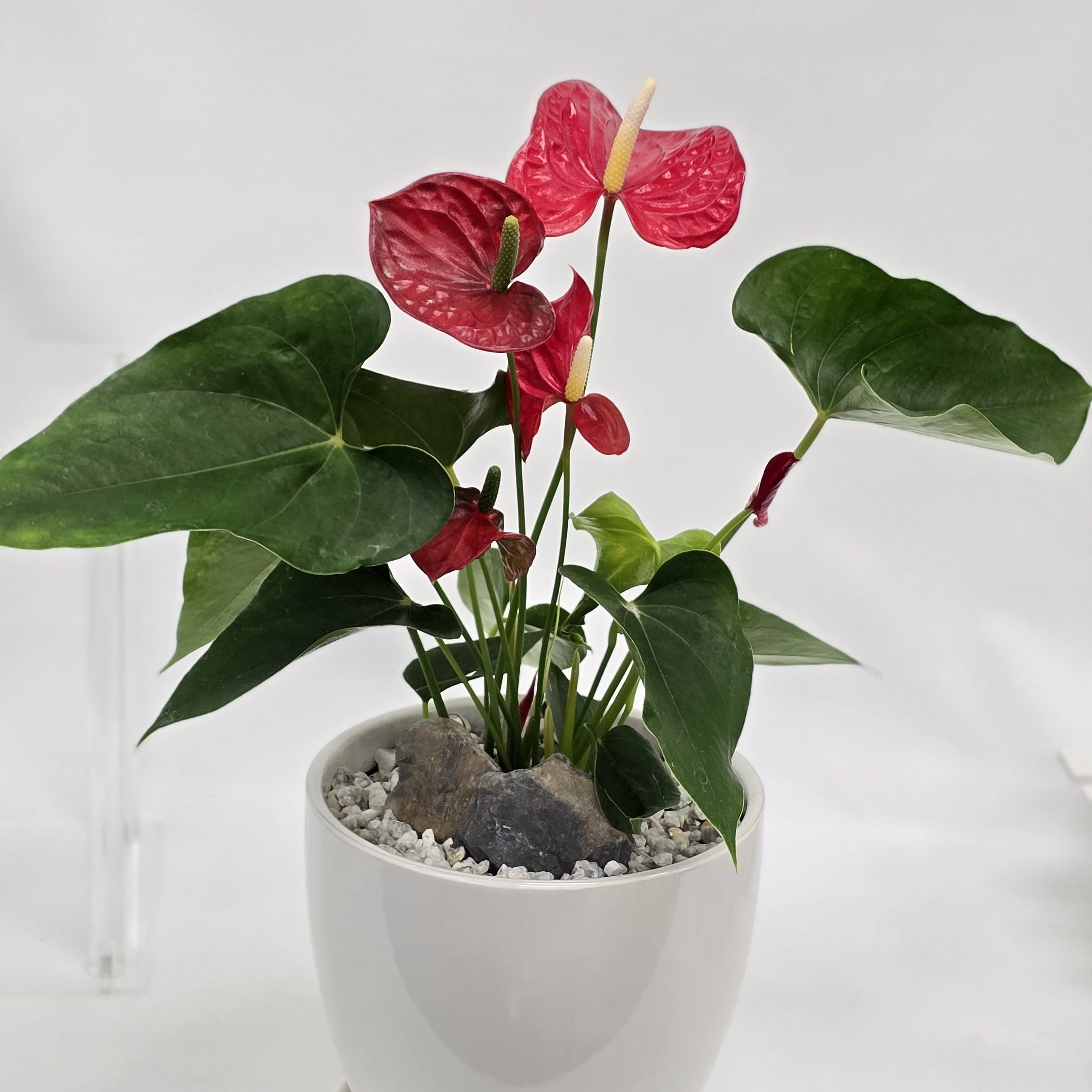 Anthurium