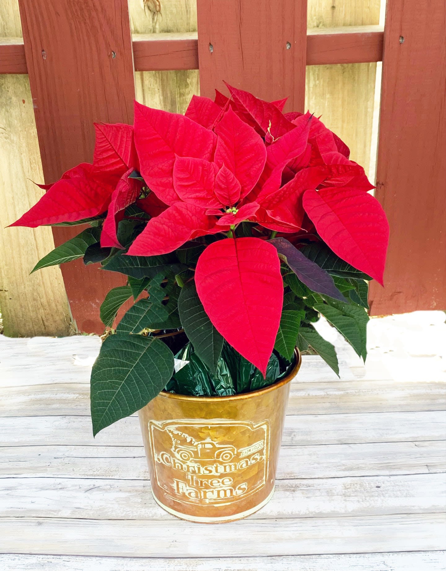 6" Designer Poinsettia