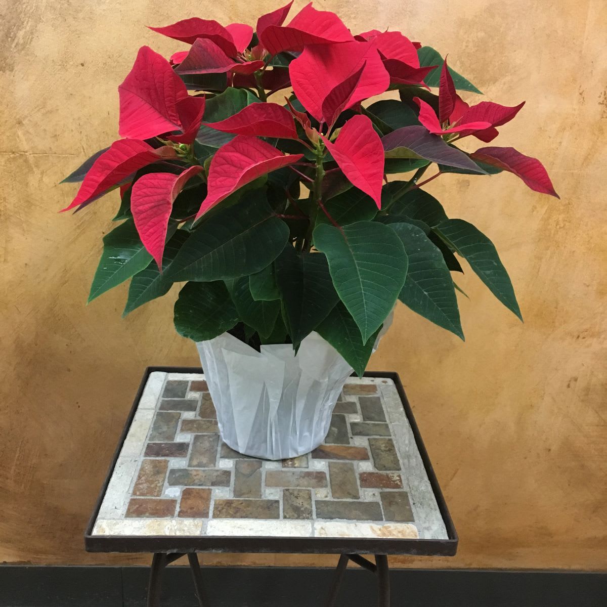 Poinsettia 6"