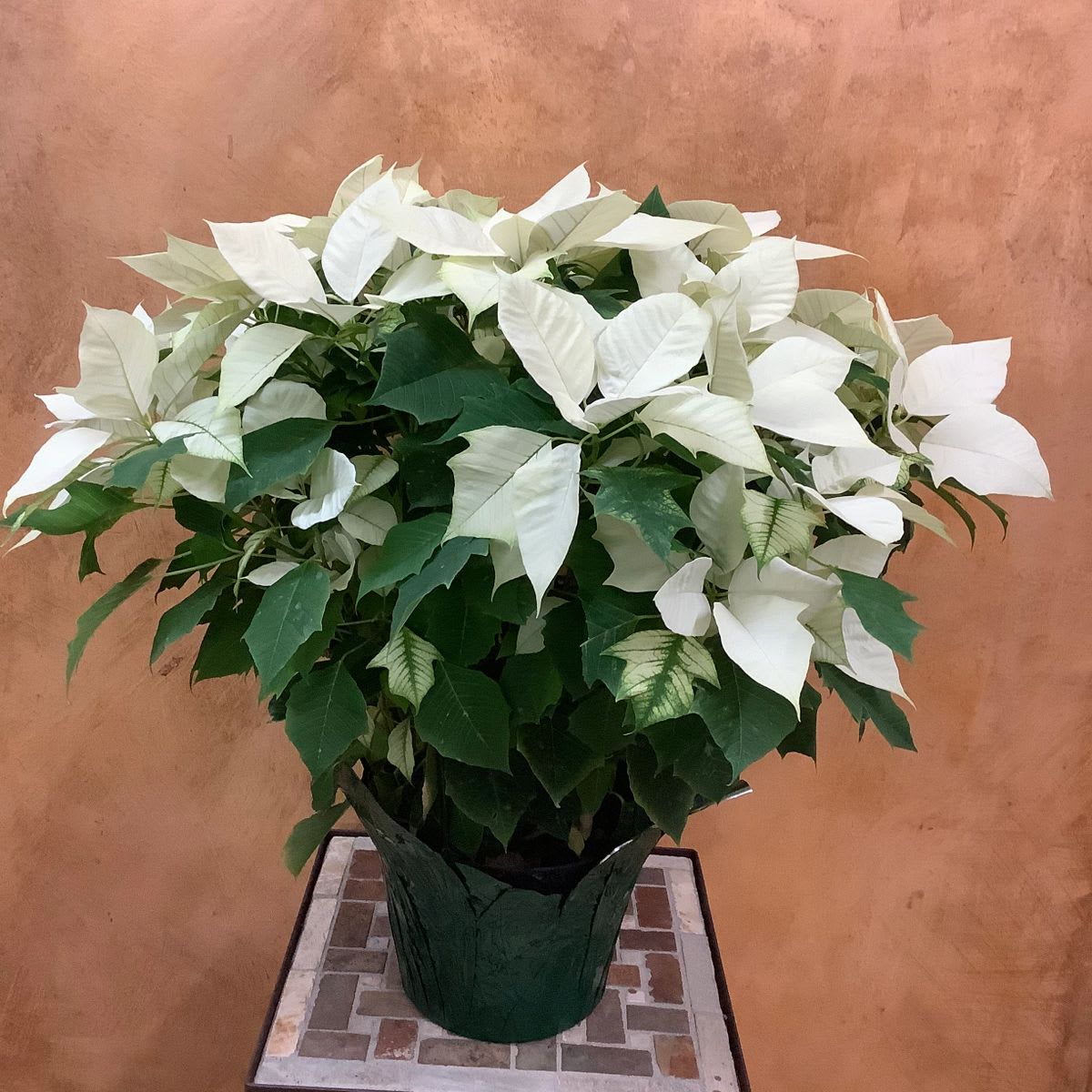 Poinsettia 8"