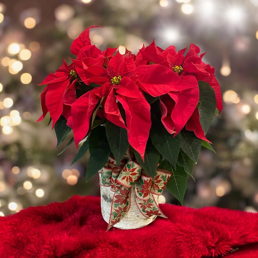 Poinsettia Flower Bouquet