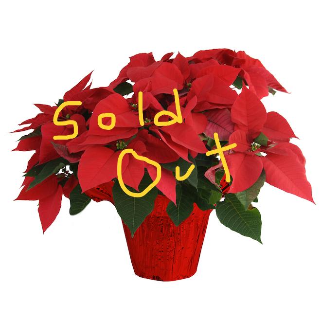 Small Poinsettia