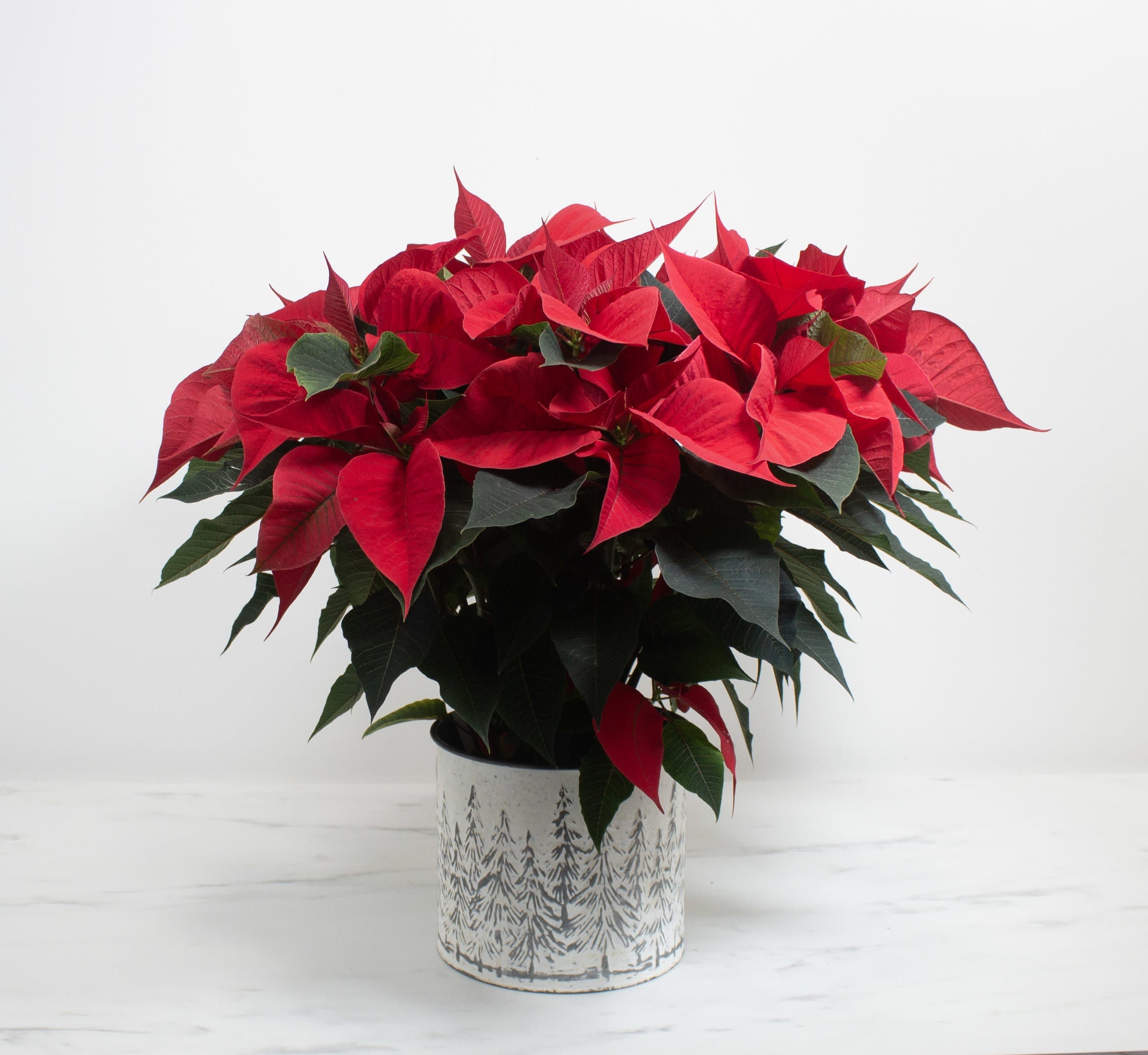 8" Poinsettia Pot