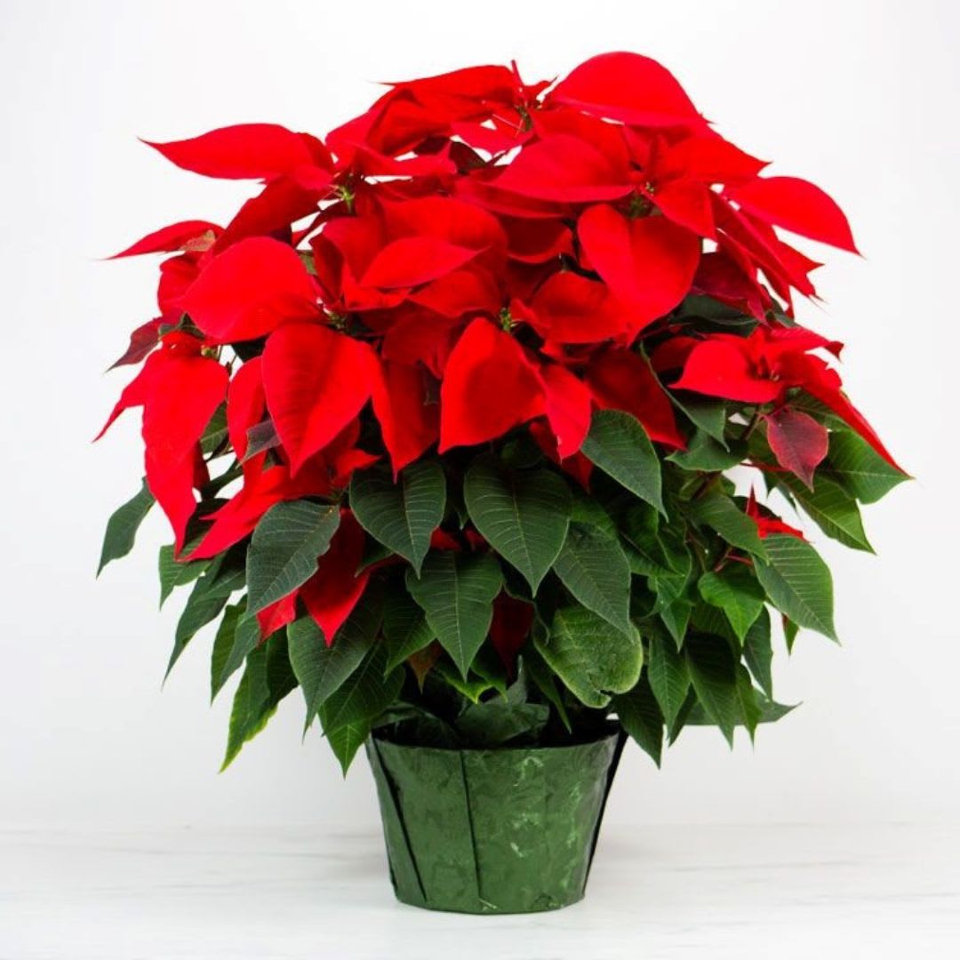 Foil-Wrapped Poinsettia Plant