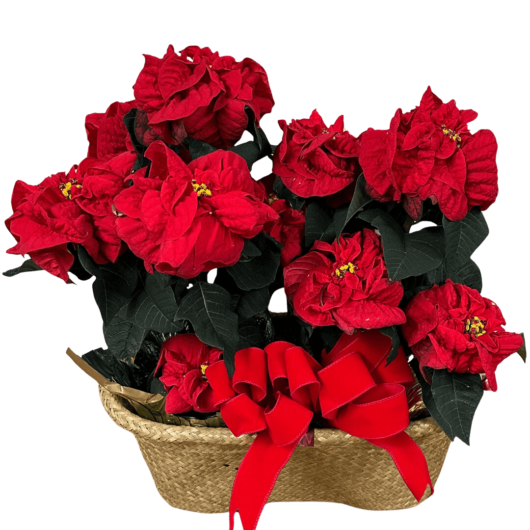 Winter Rose Poinsettia