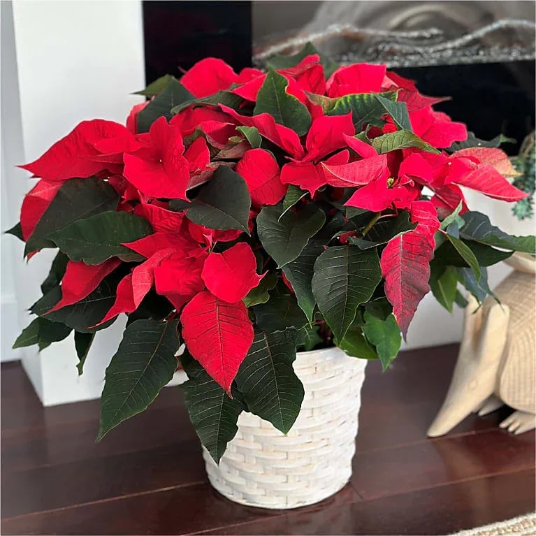 Poinsettia
