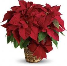 Red Poinsettia Large