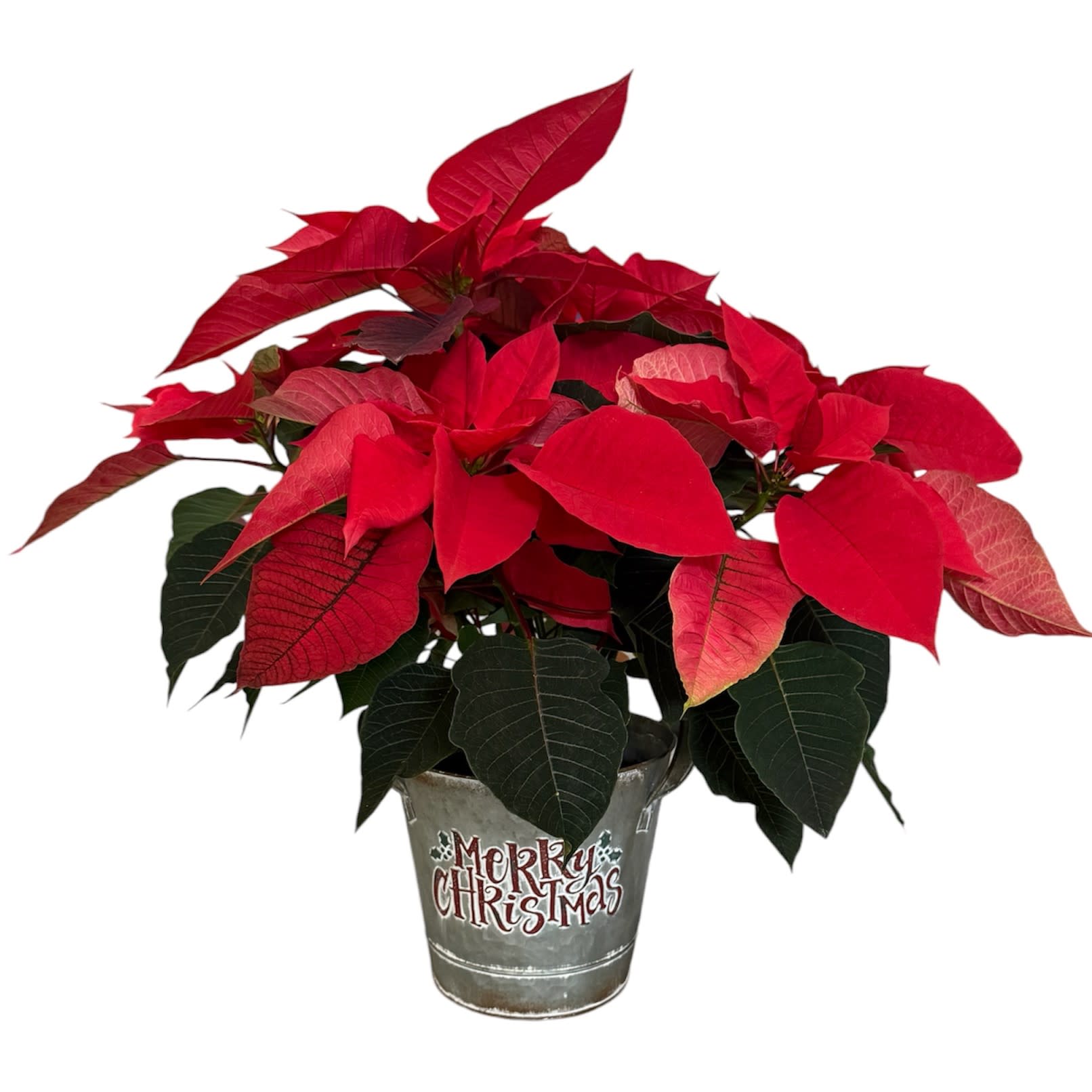 Large Poinsettia in 8" Christmas Pot
