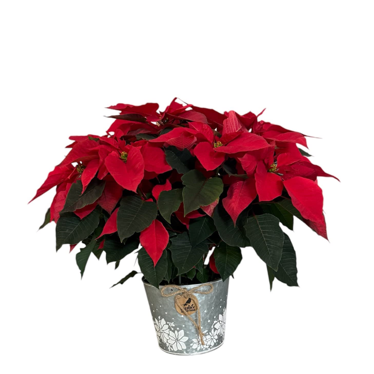 Medium Poinsettia in 6" Christmas pot