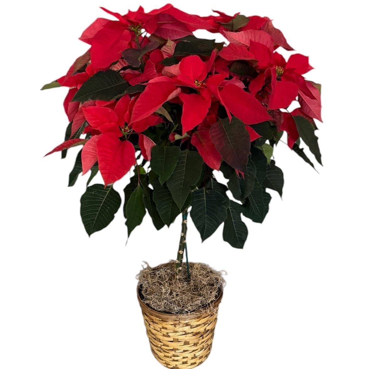 Poinsettia Tree Flower Bouquet