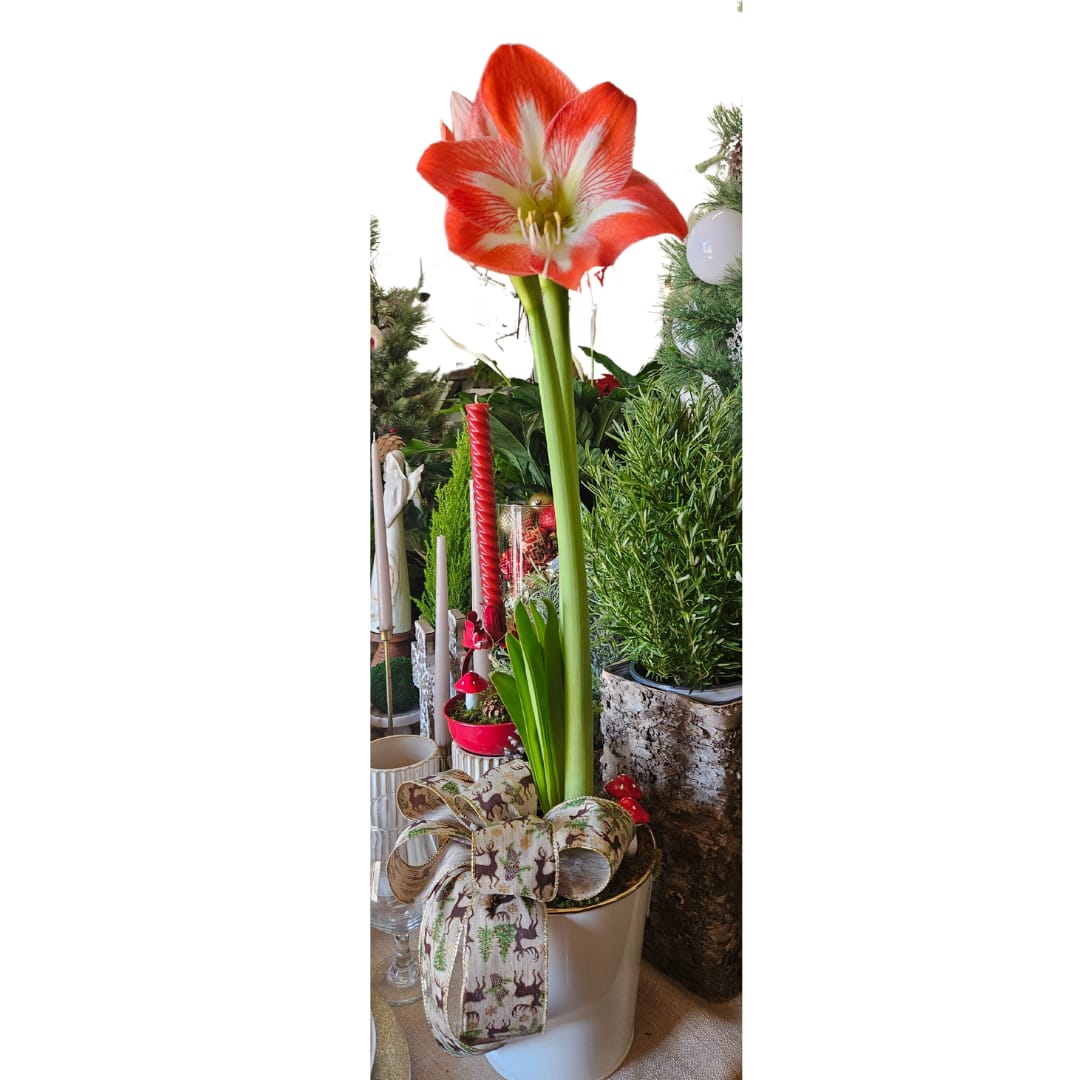 Amaryllis Plant Flower Bouquet