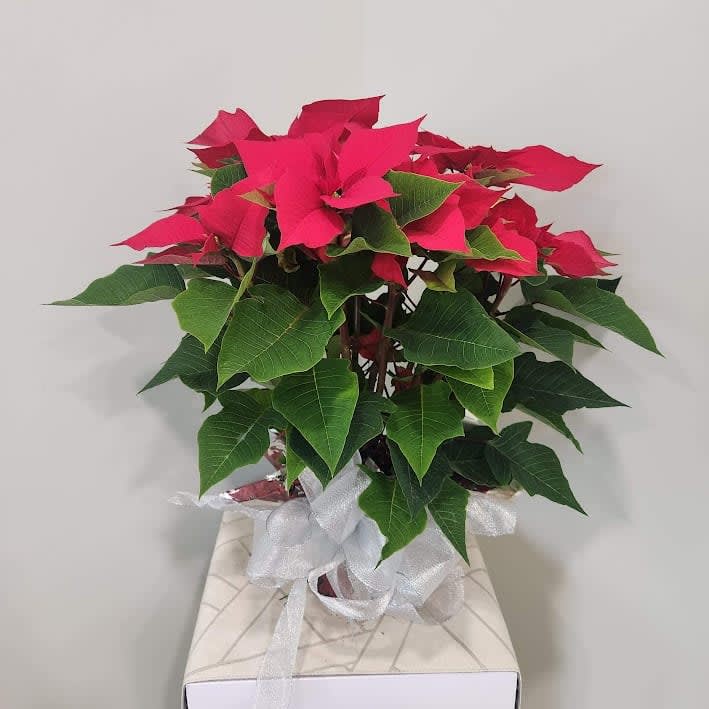 Single Red Poinsettia Flower Bouquet
