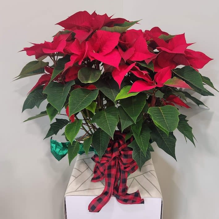 Double Red Poinsettia Flower Bouquet