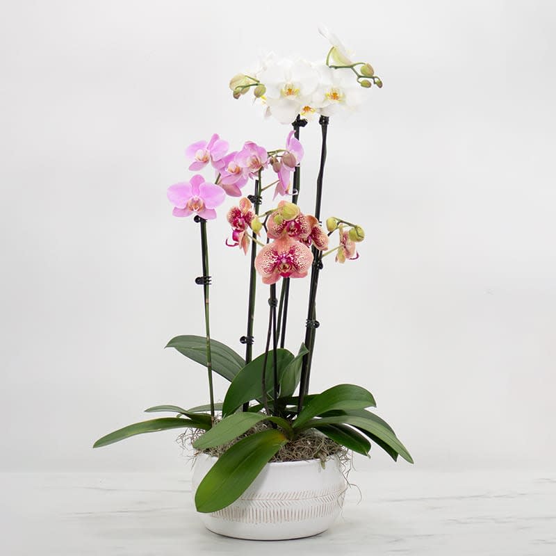 Three Orchids Potted Flower Bouquet