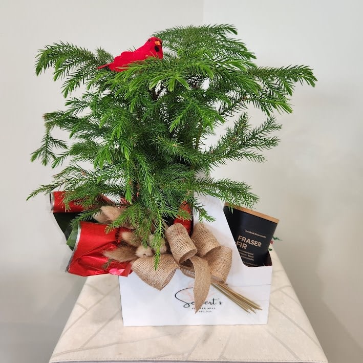 Pine-ing After You Gift Arrangement Flower Bouquet