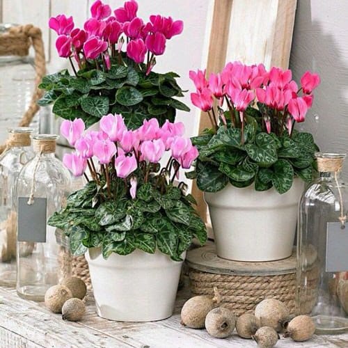 Cyclamen Blooming plant EBF-634