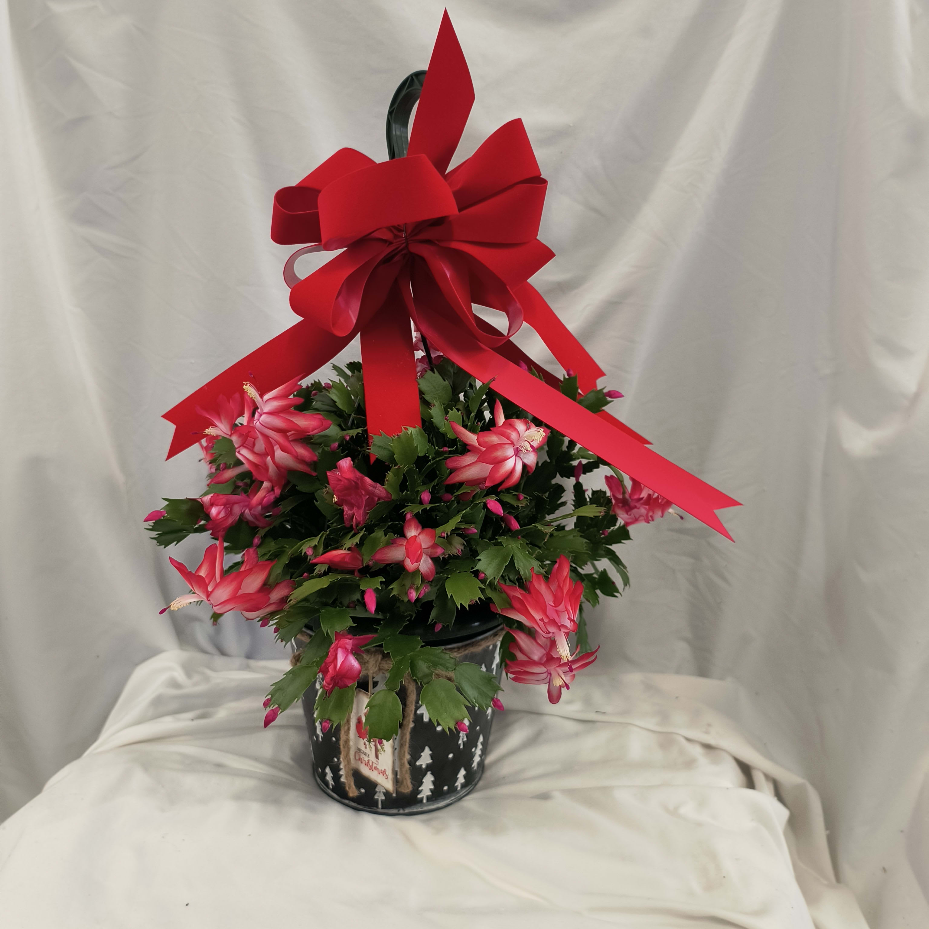 Blooming Christmas Cactus