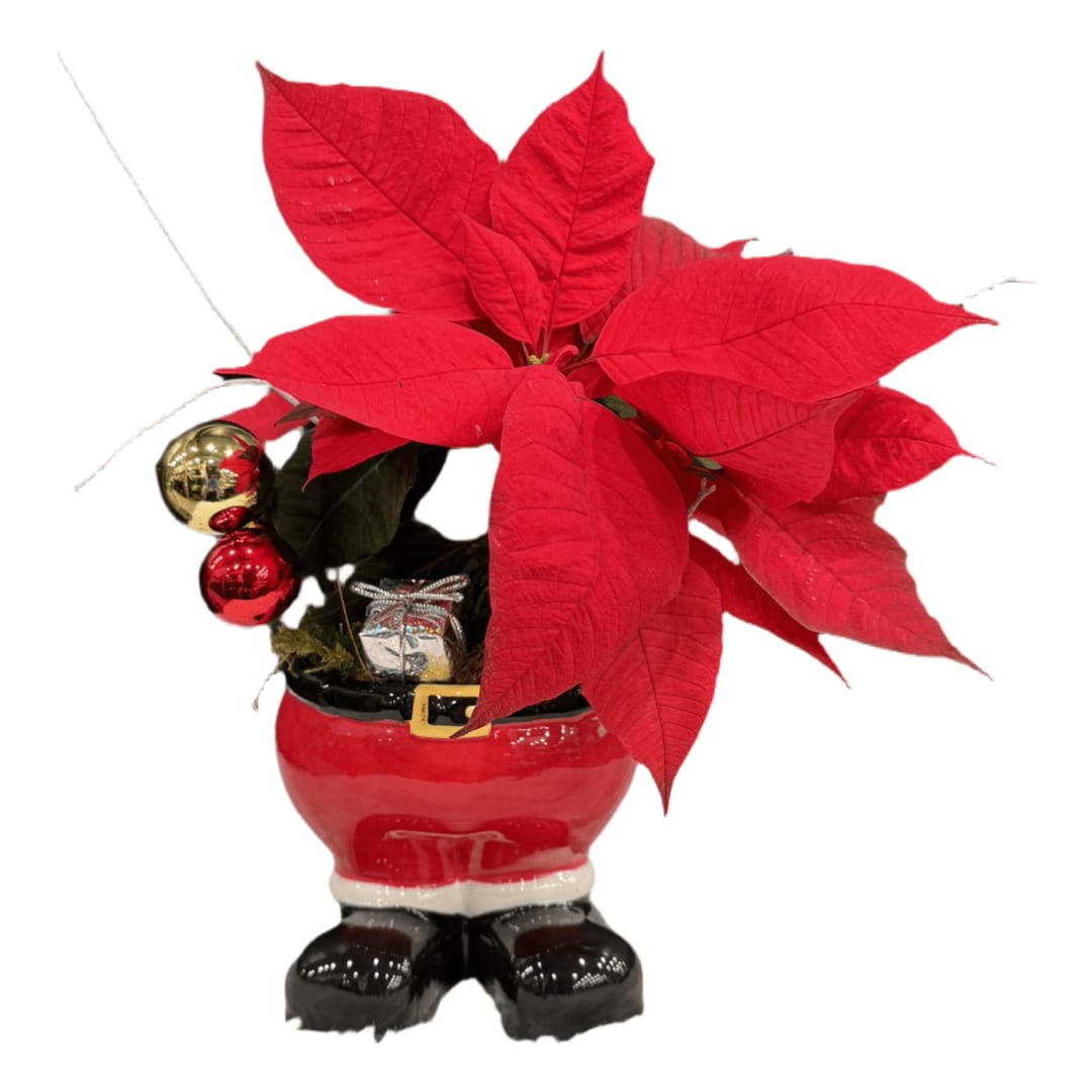 Santa's Pants Poinsettia