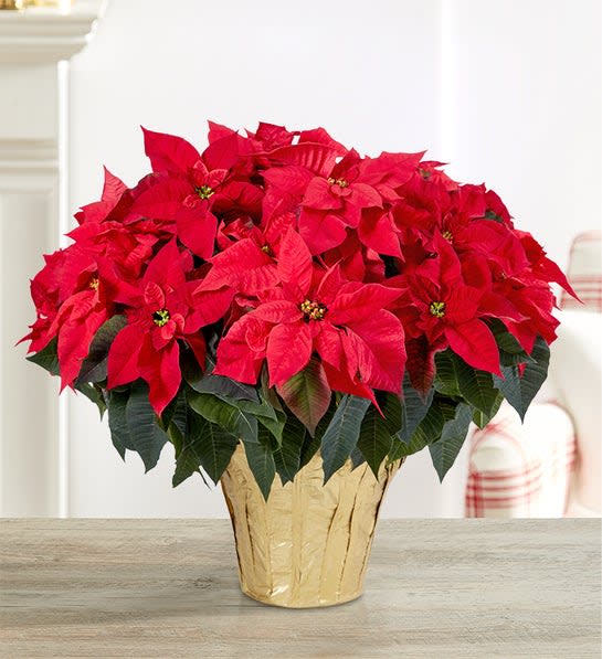 Red Holiday Poinsettia Floor Plant Flower Bouquet