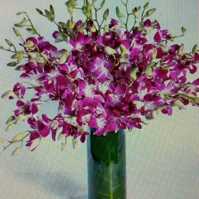 Purple Beauty EBF-637