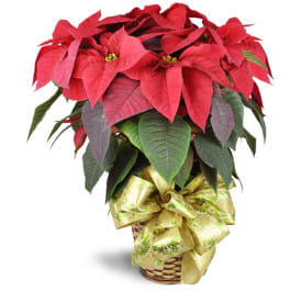Holiday Classic Poinsettia