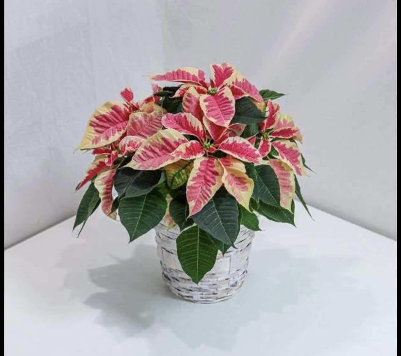 Magical Marble Poinsettia