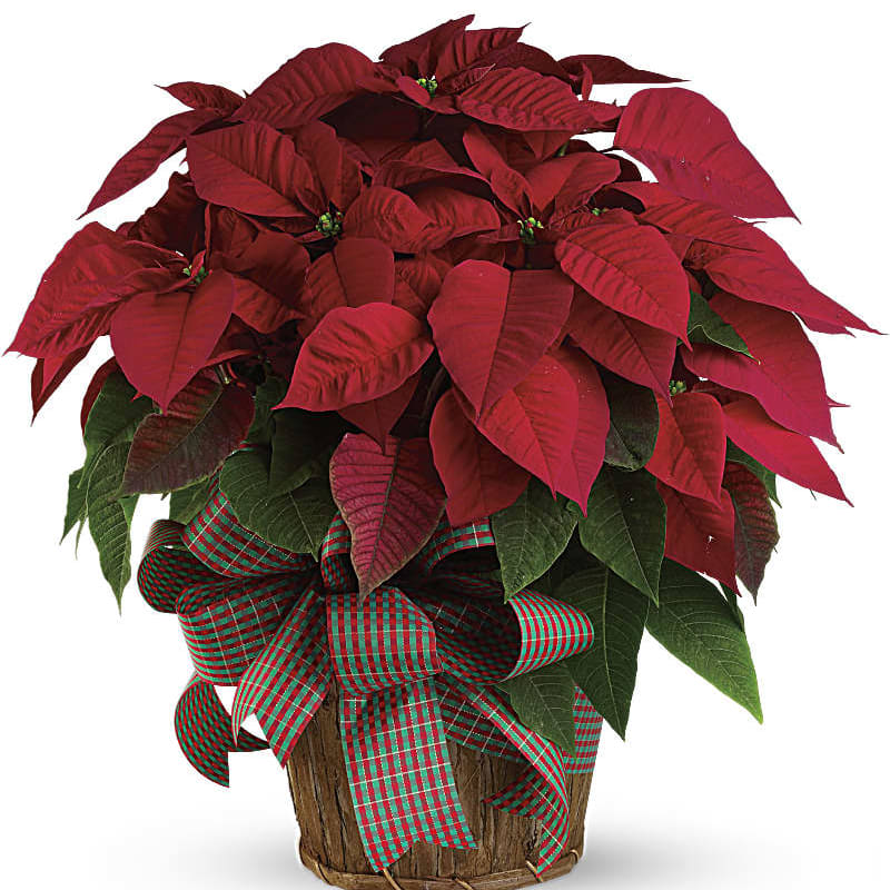 Large Red Poinsettia