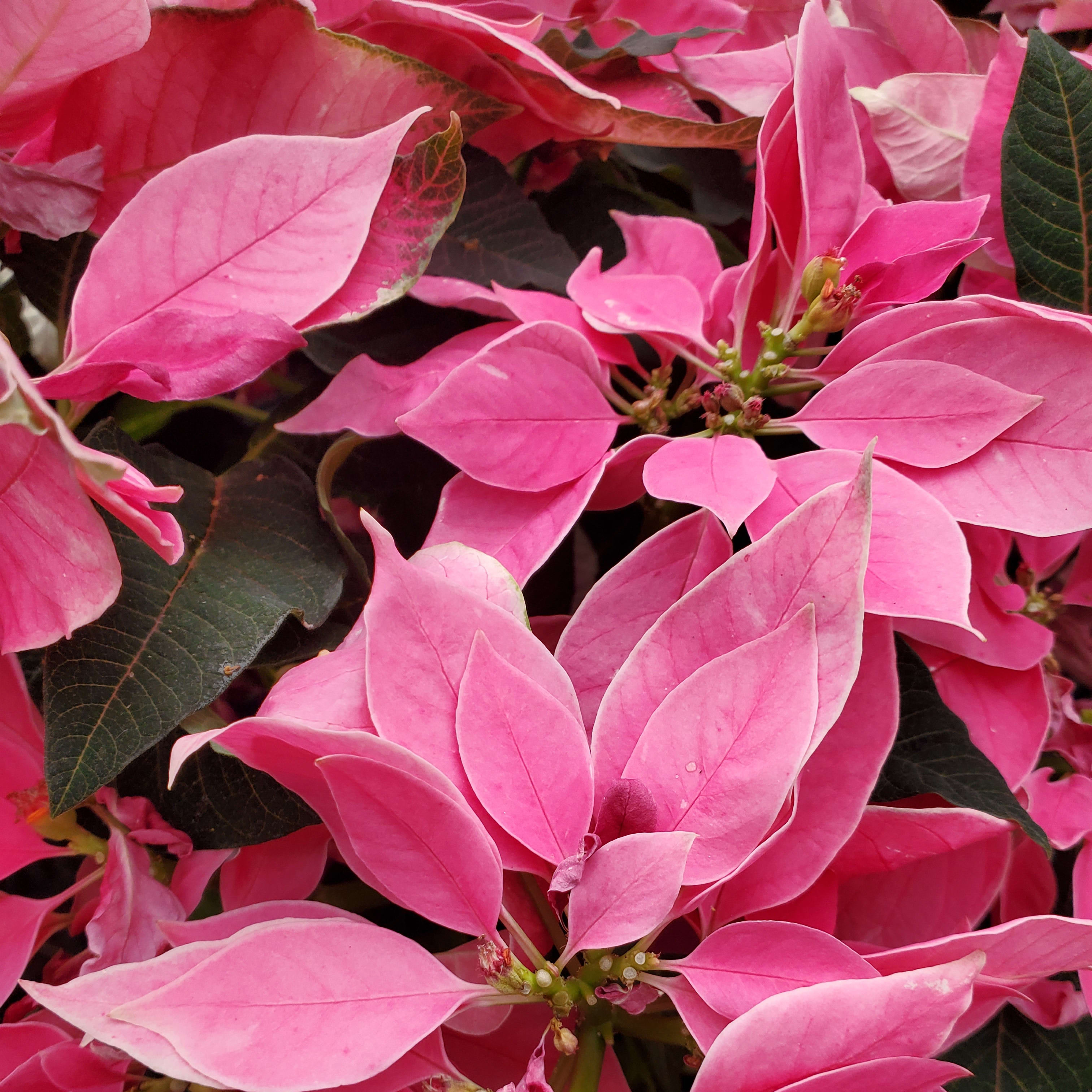 6.5 Inch Dark Pink Poinsettia