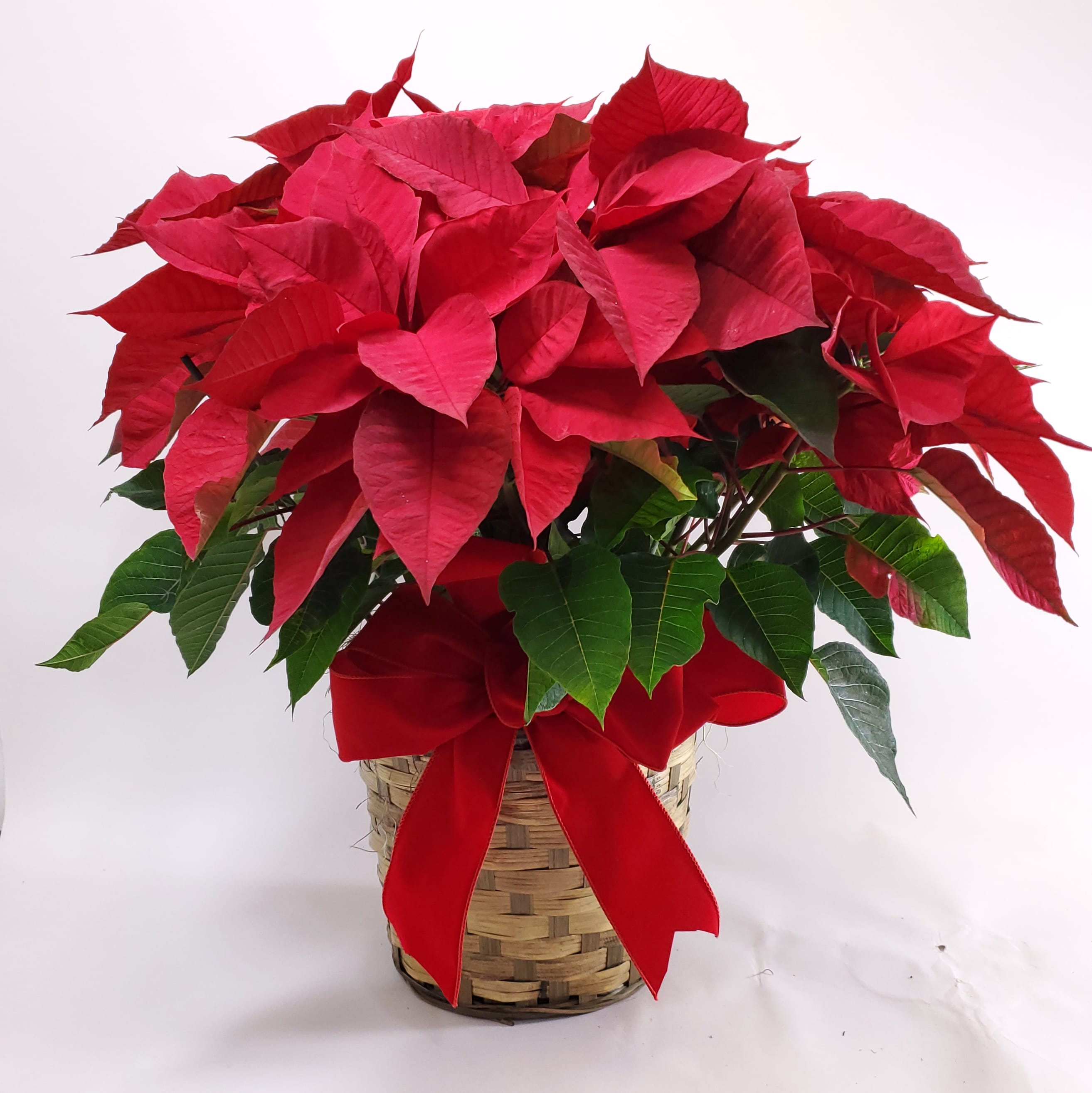 Red Poinsettia