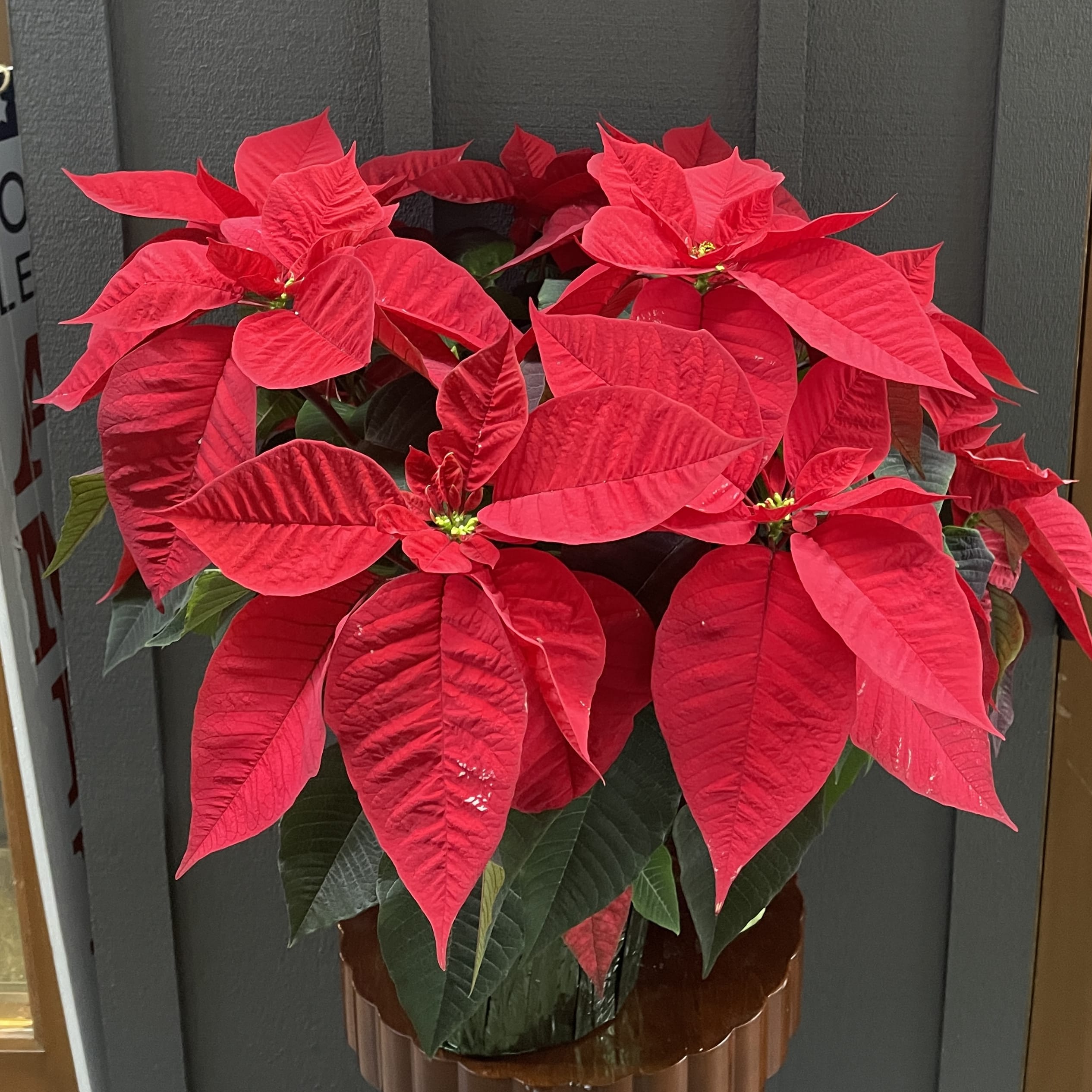 8" Poinsettia