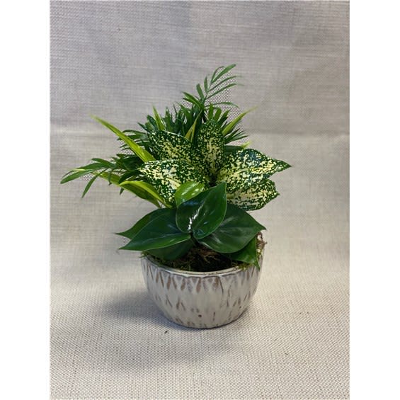 Desktop Dish Garden Flower Bouquet