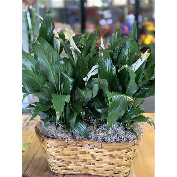 Double 6" Peace Lily Basket Flower Bouquet
