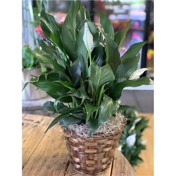 6" Peace Lily In Seasonal Basket Flower Bouquet