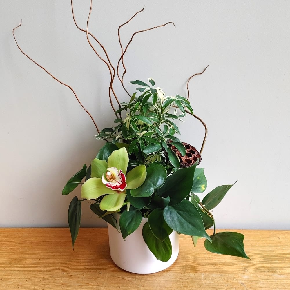 Small Tropical Garden