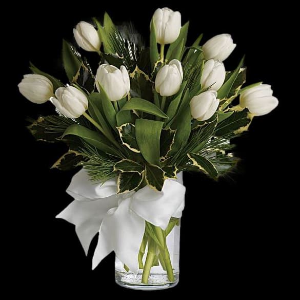 Winter  White Tulips