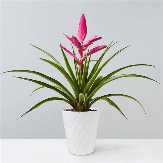 Bromeliad Antonio